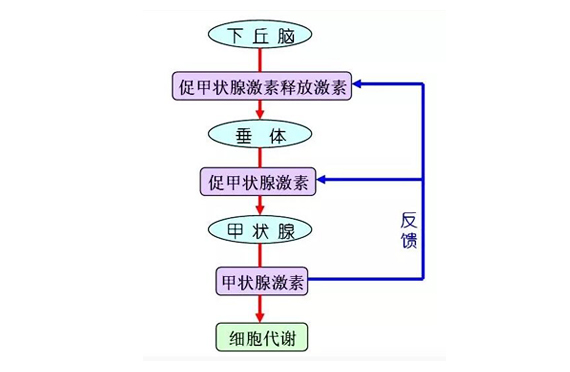 健康甲状腺的必须元素-碘
